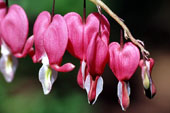 �nt�z�tt helyen, legink�bb f�l�rny�kban �rzi j�l mag�t a sz�vvir�g