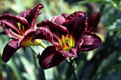 �vel��gyakban k�nnyed�n tarthat�, h�l�s n�v�nyek a s�sliliomok